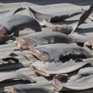 Bộ trưởng Bộ Công thương Trần Tuấn Anh yêu cầu báo cáo vụ phơi vây cá mập trên mái nhà