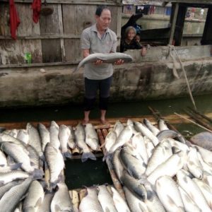 Phạt công ty làm cá chết trên sông Bưởi 480 triệu đồng