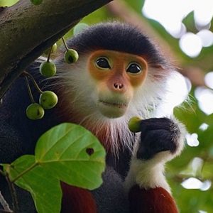 Báo chí châu Âu đưa tin người Việt Nam ăn óc của con voọc còn đang sống