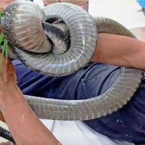Vietnamese man hospitalized with a big snake: risking his life to earn money to pay school fees for his children