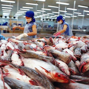 China stopped importing many batches of pangasius from Vietnam because of COVID-19 detection
