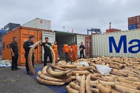 Vietnam seizes largest ever batch of smuggled ivory
