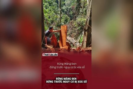 Rừng Măng Đen đứng trước nguy cơ bị xóa sổ